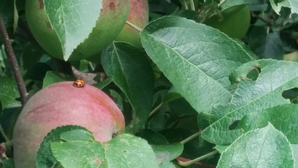 ladybugapple